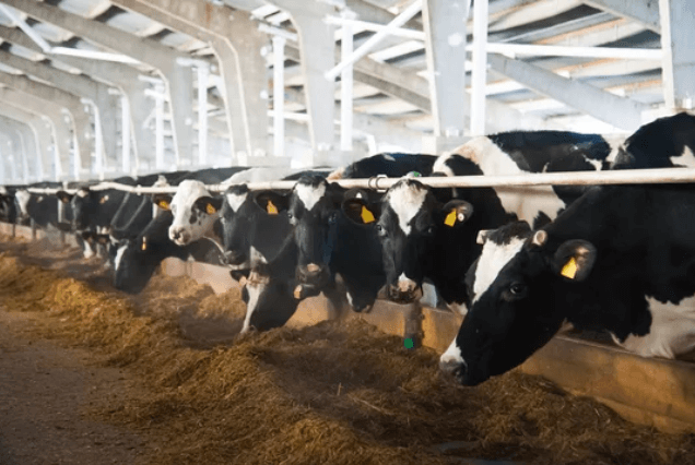 RFID Tunisie agriculture animaux
